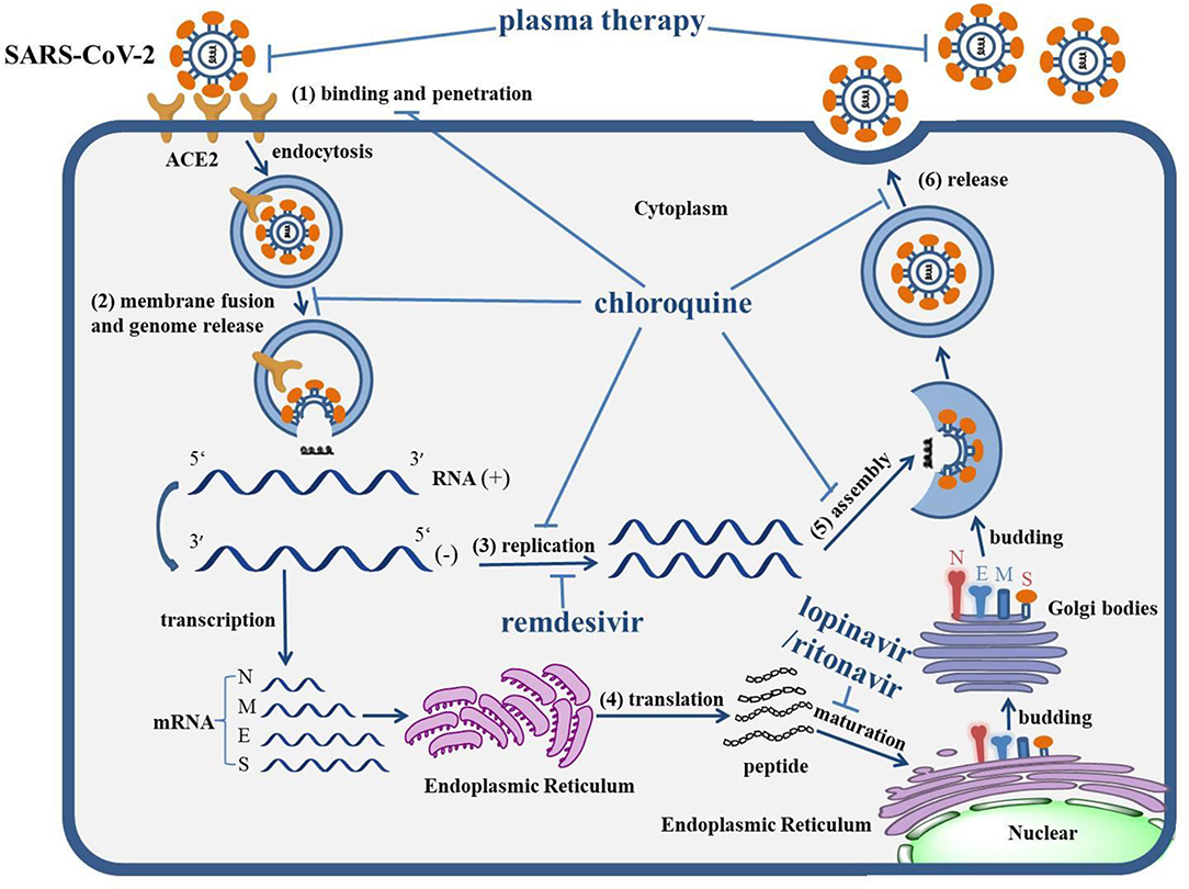 Frontiers Progress In The Research And Development Of Anti Covid Drugs