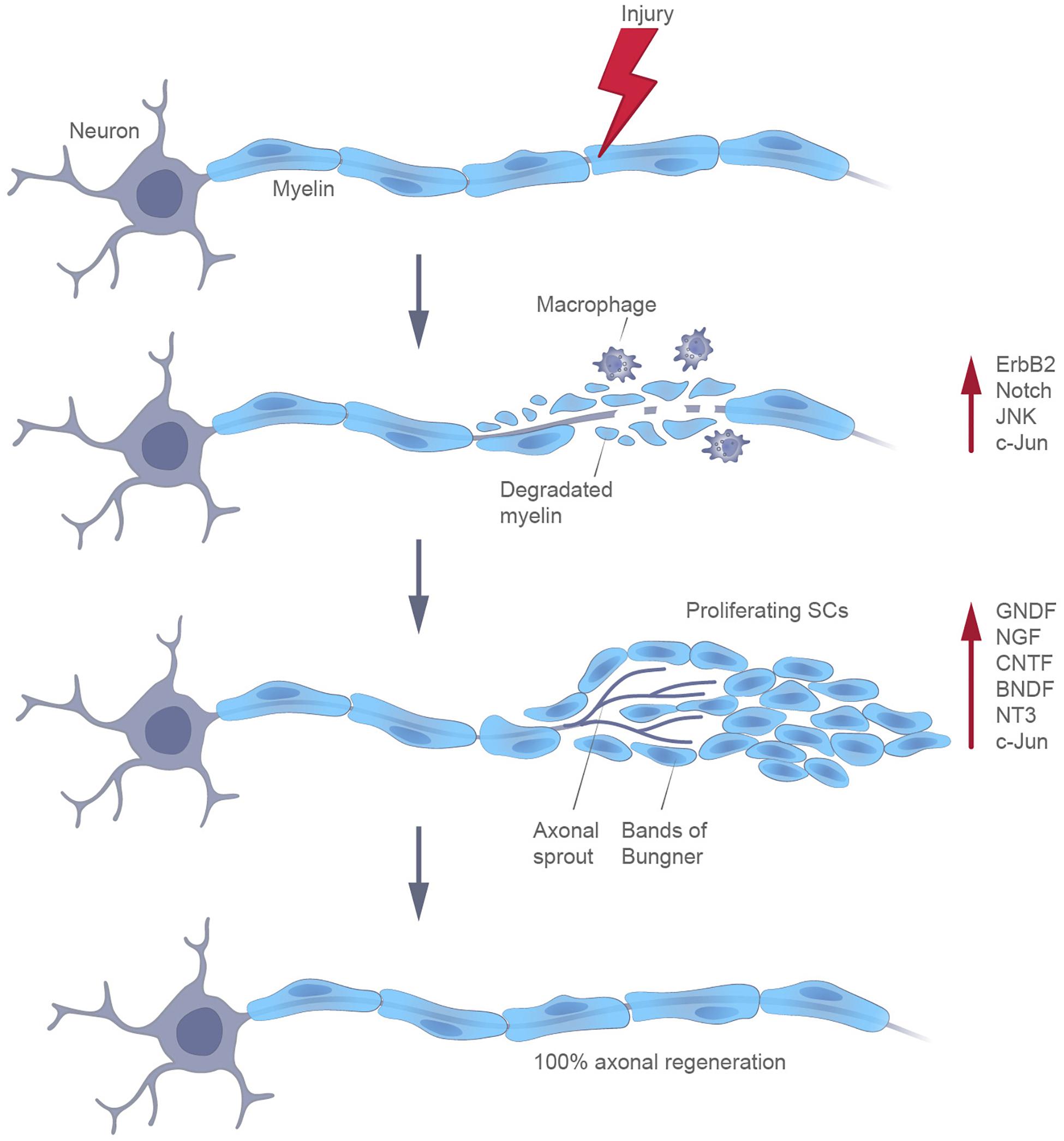 Schwann Cell Lineage Infographic Lifemap Discovery - vrogue.co