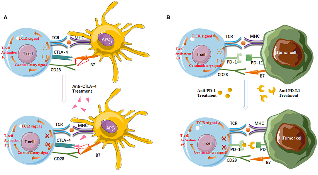 Frontiers Synergies Of Antiangiogenic Therapy And Immune Checkpoint Blockade In Renal Cell Carcinoma From Theoretical Background To Clinical Reality Oncology