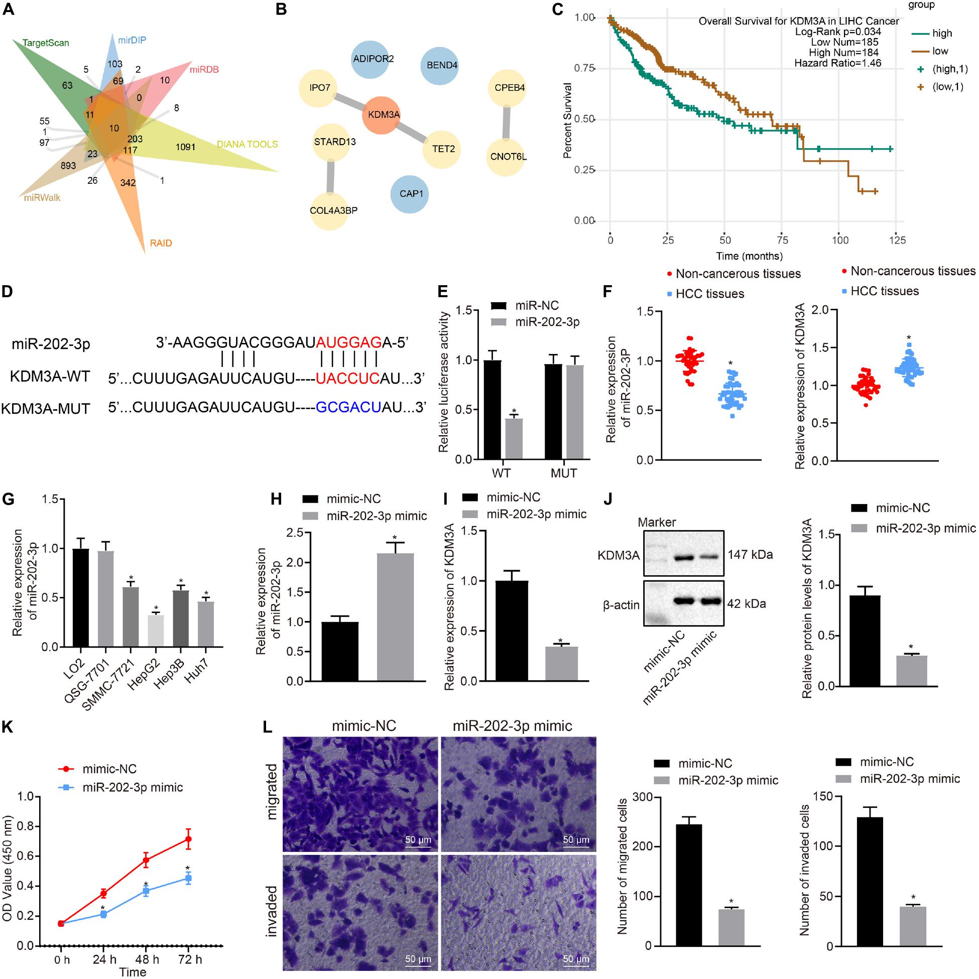 Frontiers Tumor Suppressive Role Of Microrna 202 3p In Hepatocellular