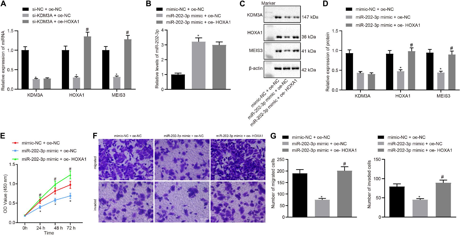 Frontiers Tumor Suppressive Role Of Microrna 202 3p In Hepatocellular