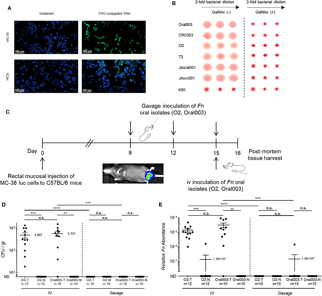 Frontiers | Colon Cancer-Associated Fusobacterium nucleatum May