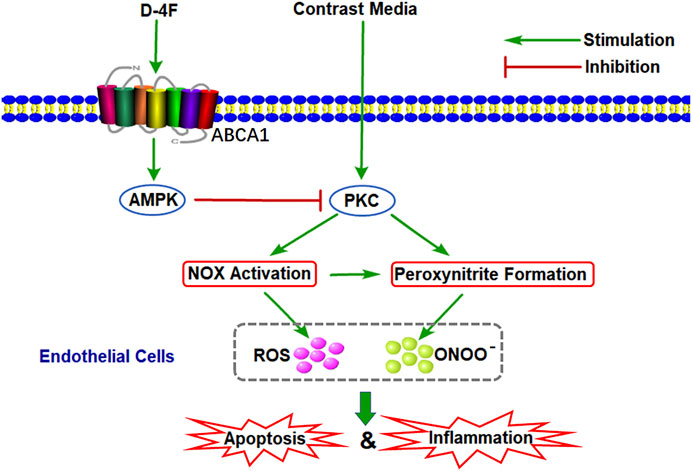 Schematic representation of ONOO⁻-induced signaling and