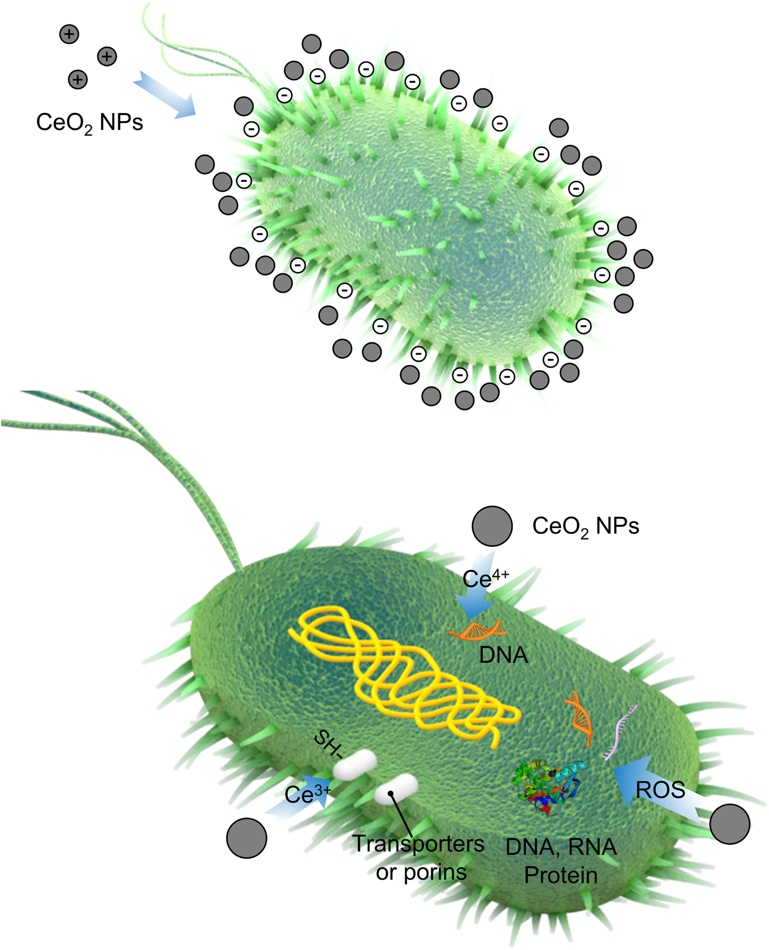Cerium oxide nanoparticles with antioxidant capabilities and