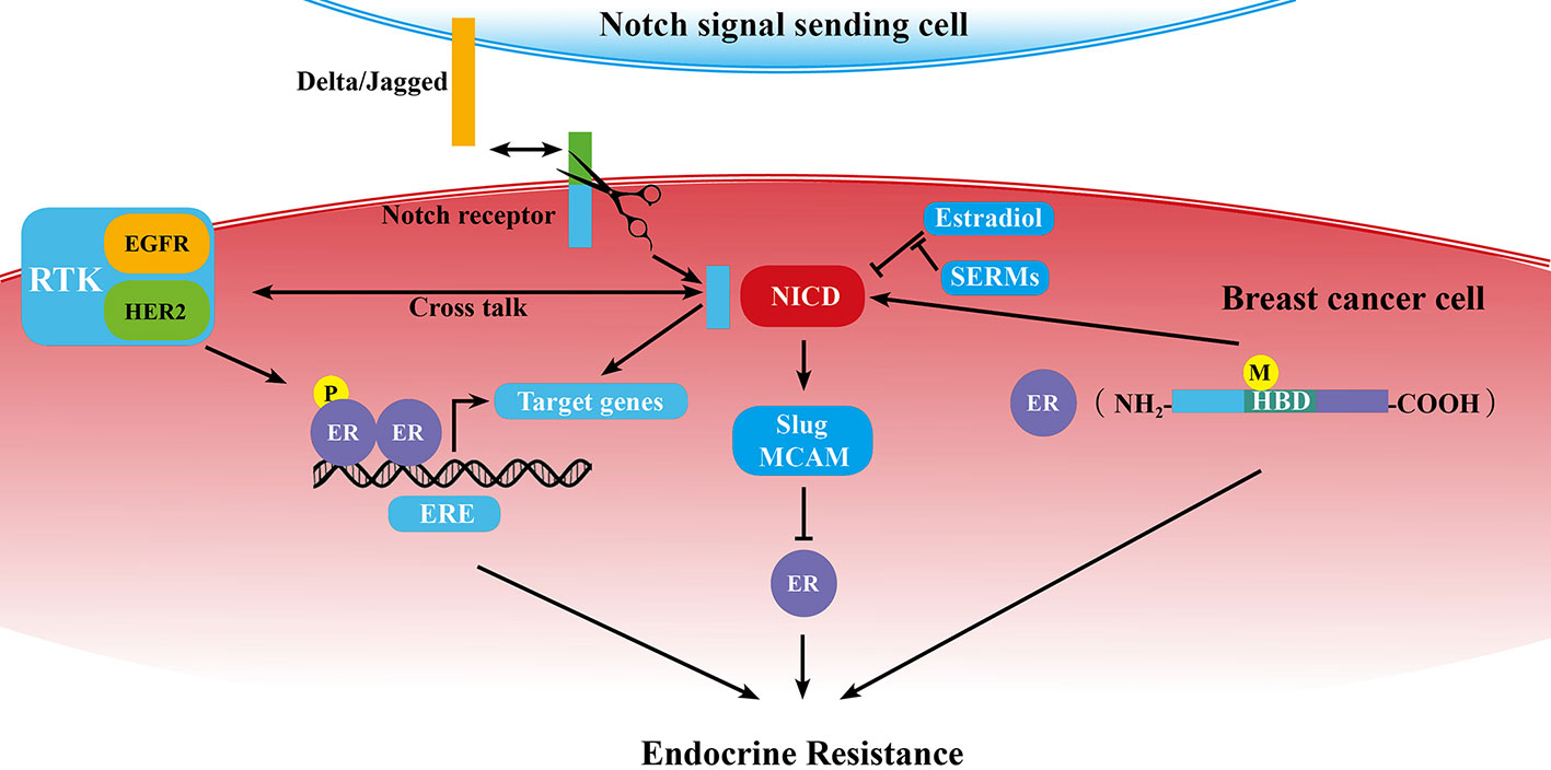 Frontiers | Notch Signaling Pathway and Endocrine Resistance in Breast ...