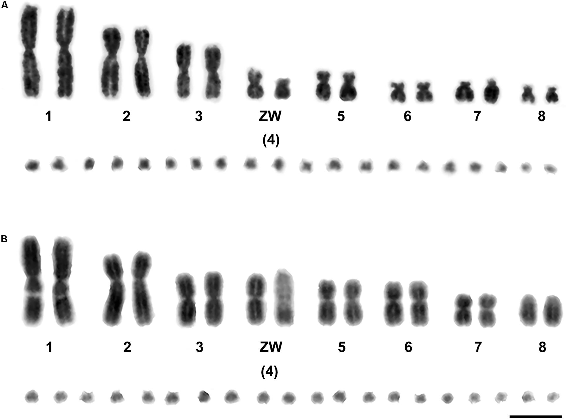 Frontiers - Partial Amniote Sex Chromosomal Linkage Homologies Shared on Snake W Sex Chromosomes ...
