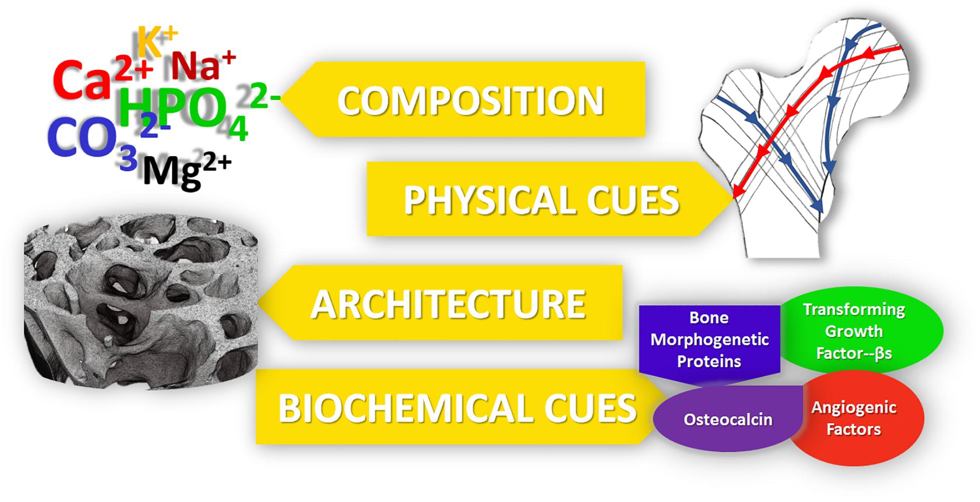 Frontiers | Nanostructured Biomaterials for Bone Regeneration