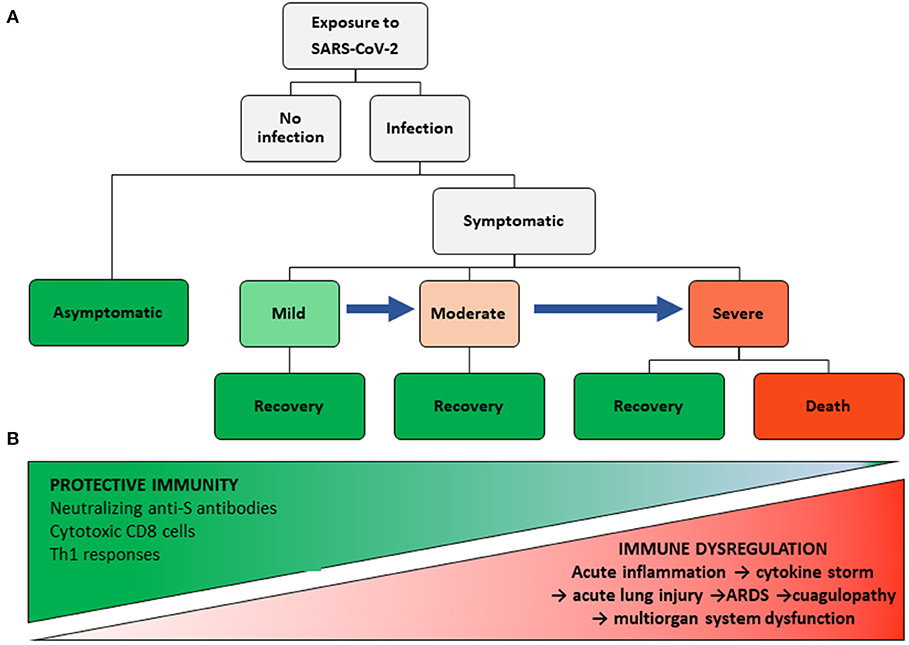 Frontiers Immune Response Inflammation And The Clinical Spectrum Of Covid 19 Immunology