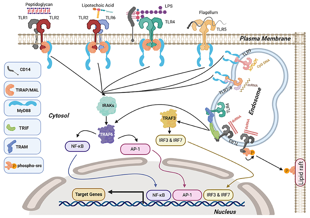 Suppressive Role of Endogenous Endothelial Monocyte Chemoattractant  Protein–1 on Monocyte Transendothelial Migration In Vitro