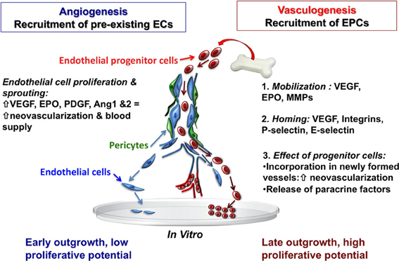 histogenesis and