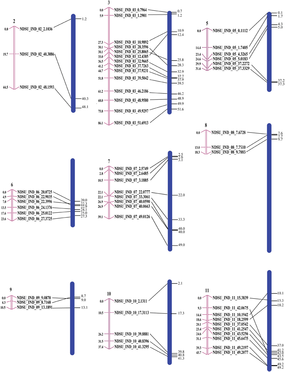 Development of InDel markers for interspecific hybridization