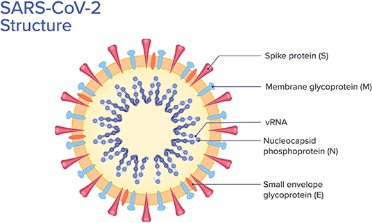 Frontiers | COVID-19: A Multidisciplinary Review