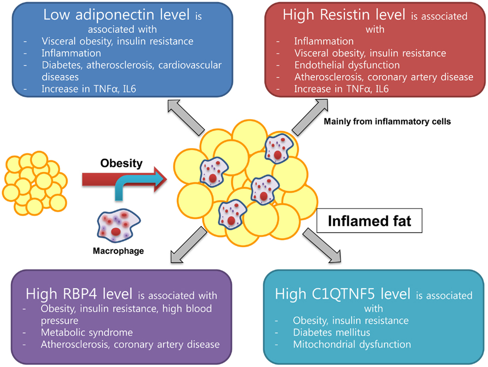 The Role Of Obesity In The Development Of Acne - Frontiers Clinical
Implications of Adipocytokines and Newly Emerging Metabolic Factors with