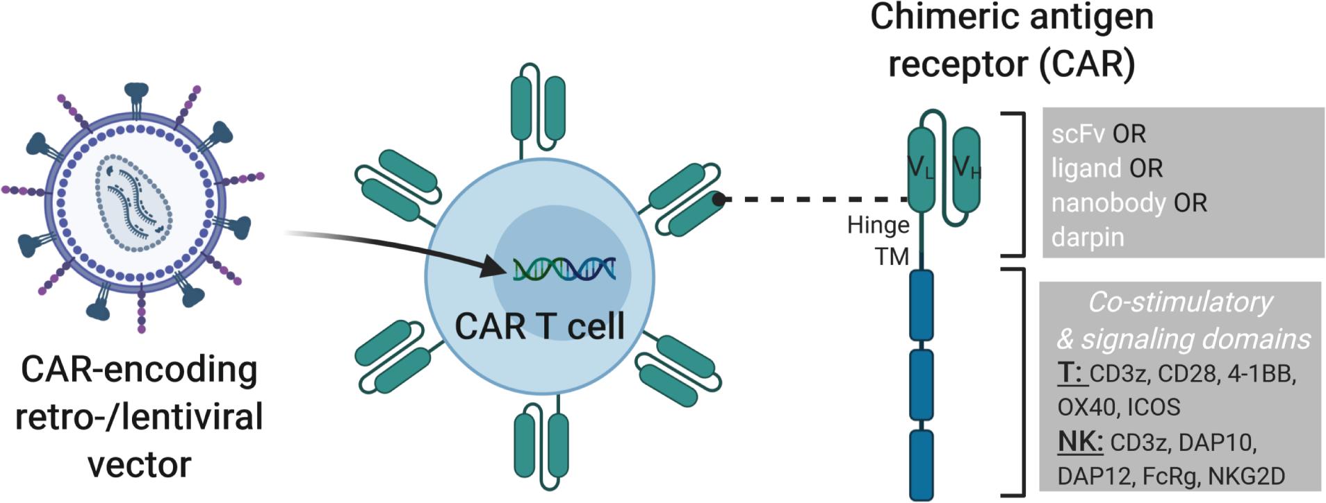 Novel engineered chimeric engulfment receptors trigger T cell effector  functions against SIV-infected CD4+ T cells: Molecular Therapy - Methods &  Clinical Development