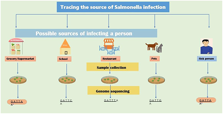 Figure 3 - WGS-based outbreak tracing.