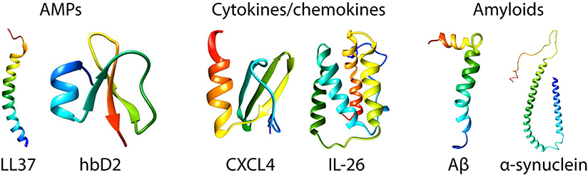 Frontiers  General Principles Underpinning Amyloid Structure