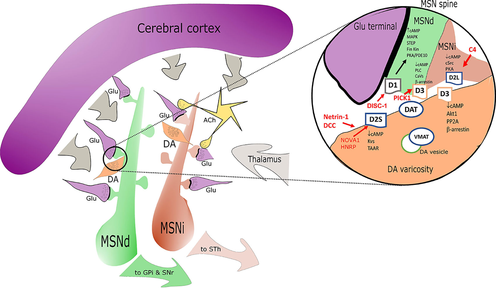 An Overview of Dopamine Receptor Pharmacology