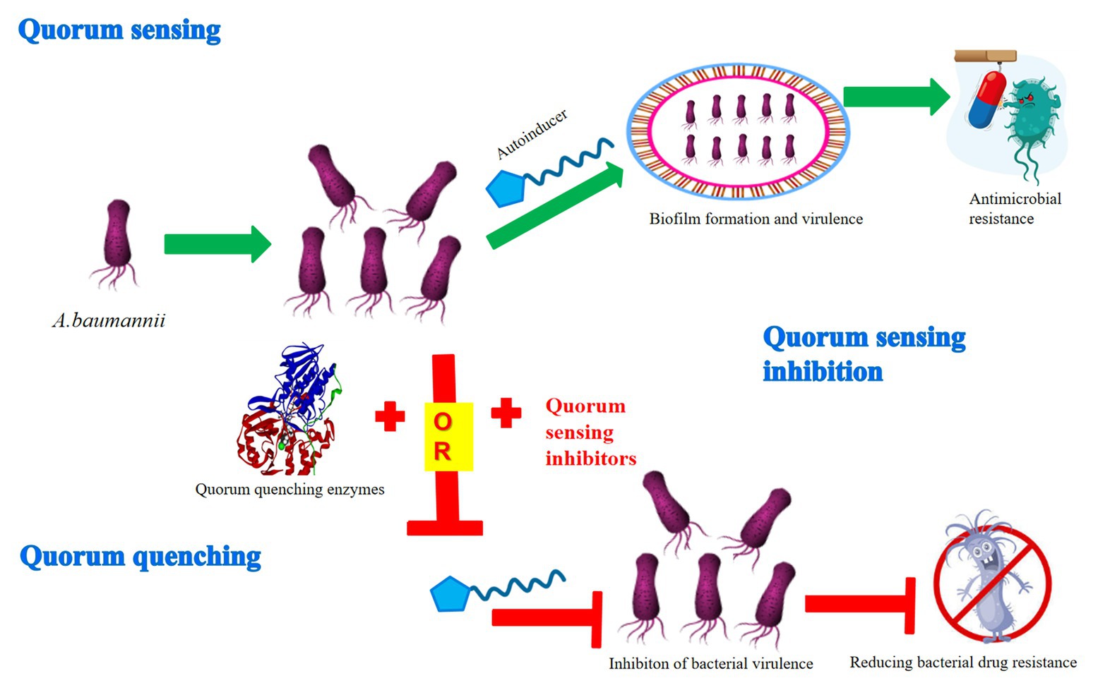 Biofilm-Associated Agr and Sar Quorum Sensing Systems of Staphylococcus  aureus Are Inhibited by 3-Hydroxybenzoic Acid Derived from Illicium verum