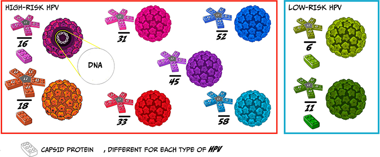 hpv virus cell structure