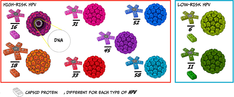 Human papillomavirus meaning word, Papillomavirus meaning