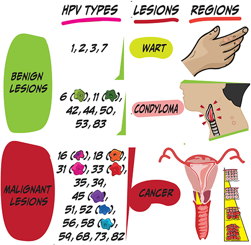 Human papillomavirus infection deadly