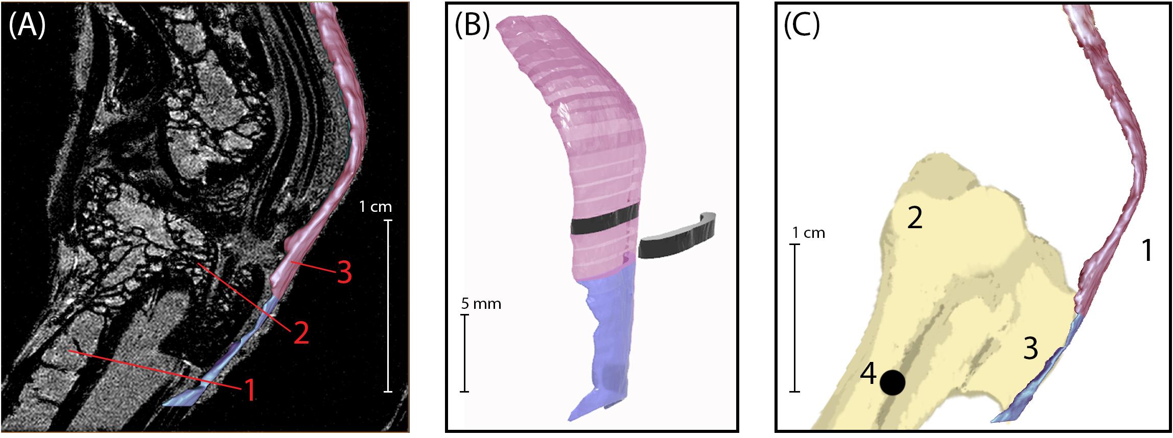 InBody Scans - Cleveland Biomechanics