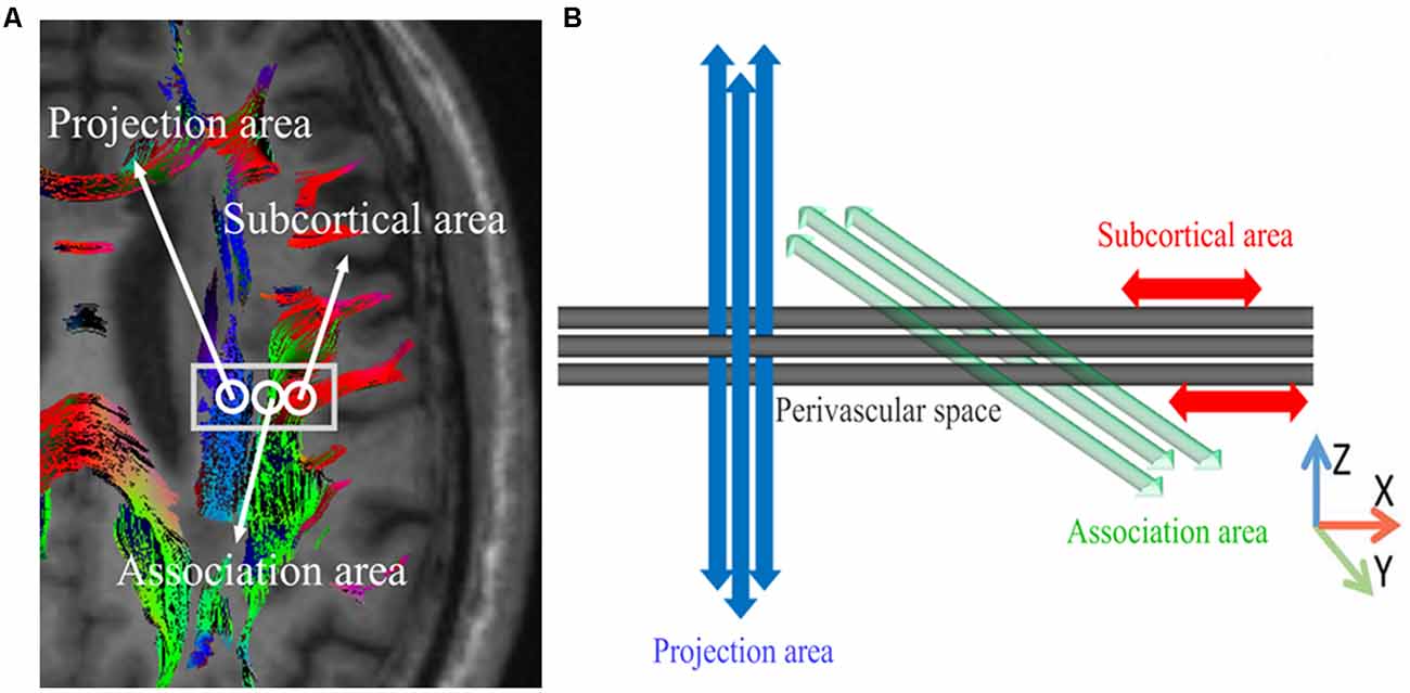 Frontiers | Evaluation of Glymphatic System Using Diffusion MR