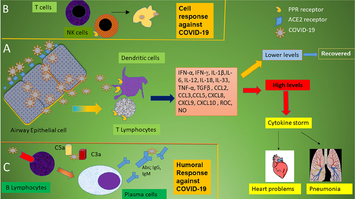 Researchers discover differing immune response leads to worse COVID  outcomes for men- Princeton Engineering