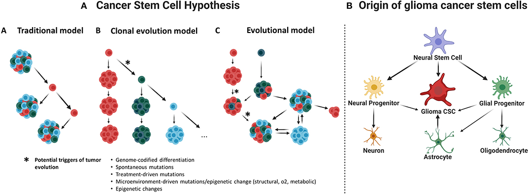 Frontiers Engineering Three Dimensional Tumor Models To Study Glioma Cancer Stem Cells And Tumor Microenvironment Cellular Neuroscience