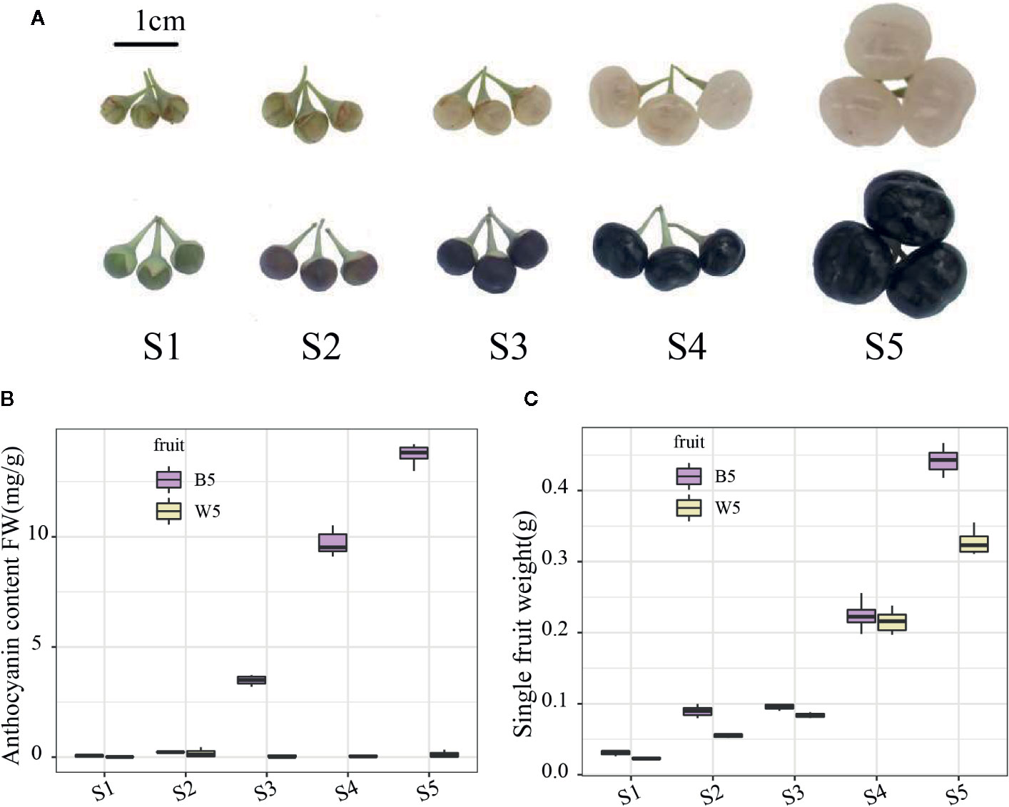 Exploring the Spectrum of Fruits Vocabulary