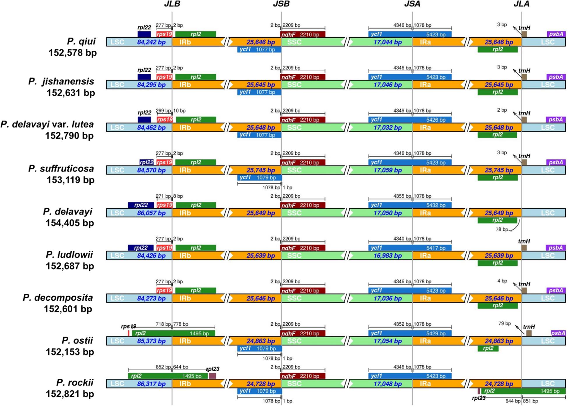Frontiers | Comparative and Phylogenetic Analysis of the