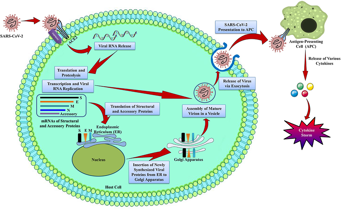 Molecular study on pathogenesis and transmission of COVID-19 - Universitas  Airlangga Official Website