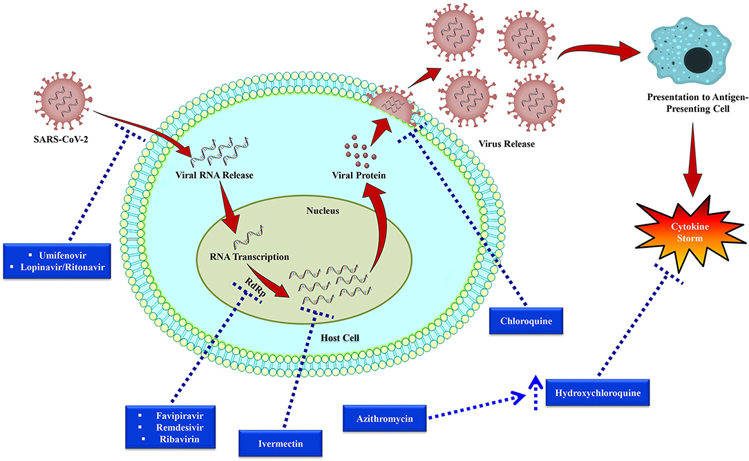 Действие вируса гриппа. Схема репликации вируса гриппа. Проникновение вируса гриппа в клетку. Механизм действия вируса. Механизм проникновения вируса в клетку.
