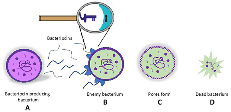 Figure 1 - Bacteriocins in action.