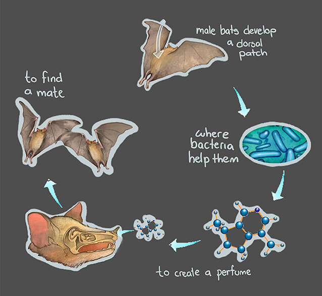 Figure 2 - Bacteria help male agave bats to develop the dorsal patch.