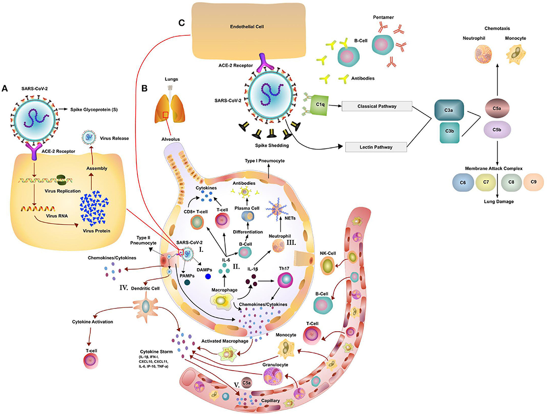 How does SARS-CoV-2 evade the immune defences?