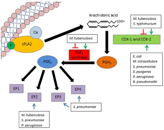 Frontiers Pge2 Suppression Of Innate Immunity During Mucosal