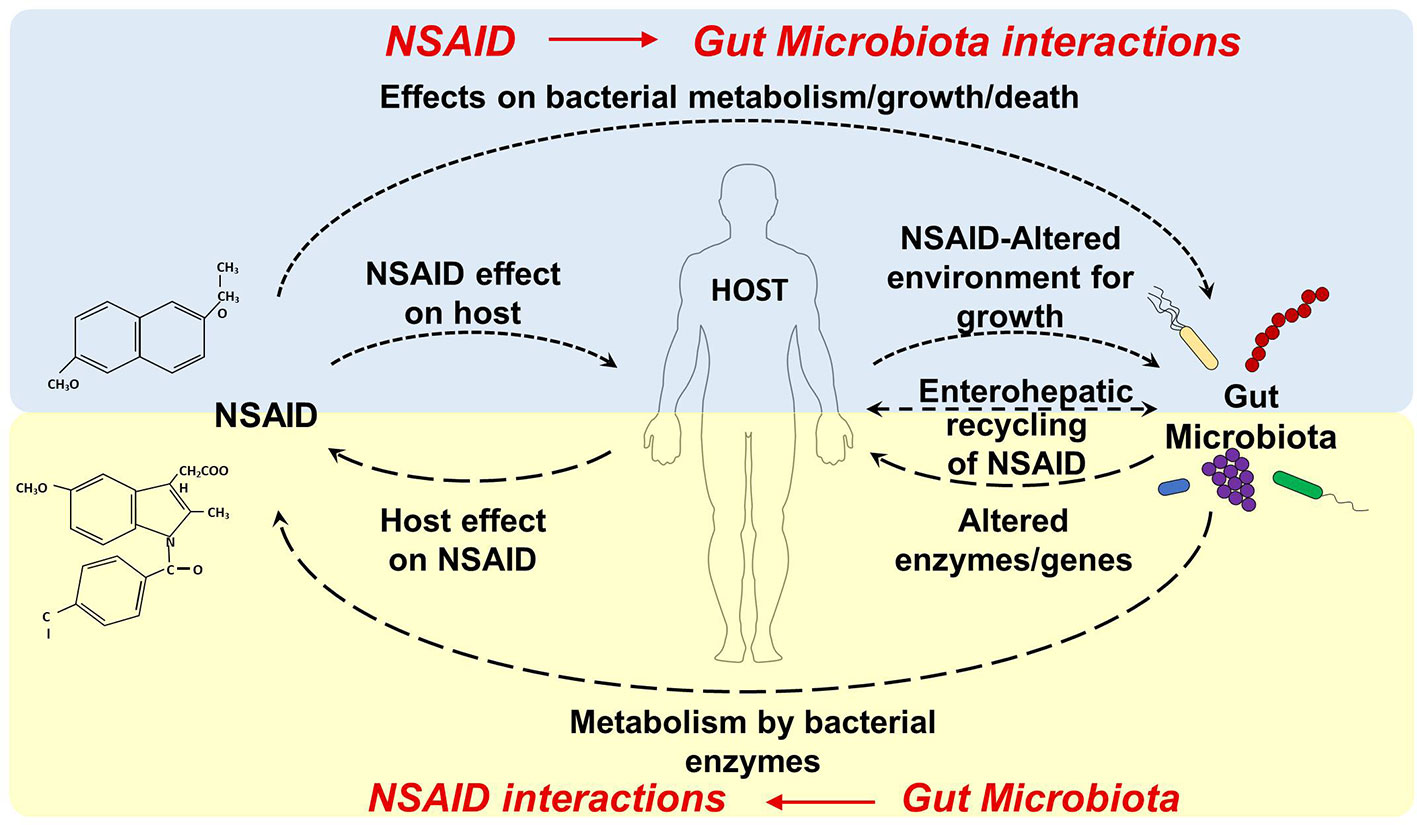 Frontiers  NSAID–Gut Microbiota Interactions  Pharmacology