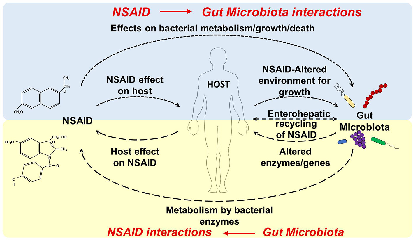 Effect of antibiotics on gut and vaginal microbiomes associated with cervical cancer development in mice