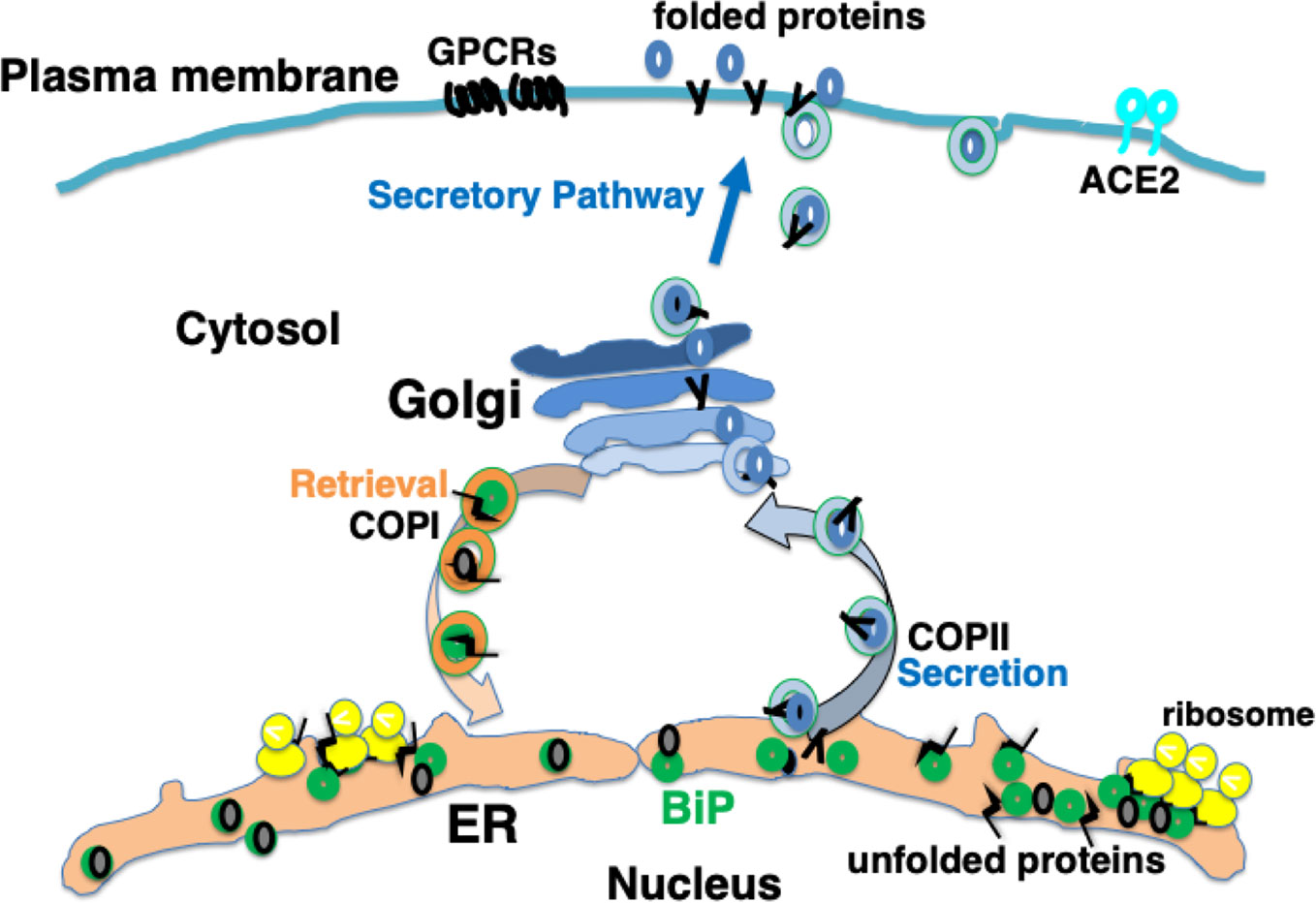 PDF) SARS-CoV-2 ORF3A interacts with the Clic-like chloride channel-1 (  CLCC1 ) and triggers an unfolded protein response