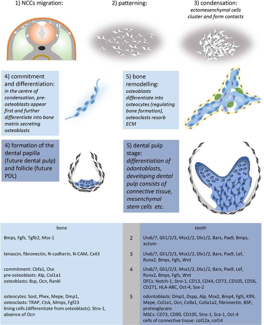 Mesenchymal condensation in tooth development and regeneration: a