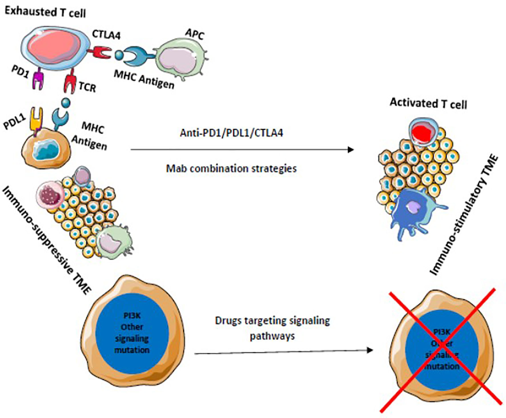 Frontiers Combination Strategies To Augment Immune Check Point