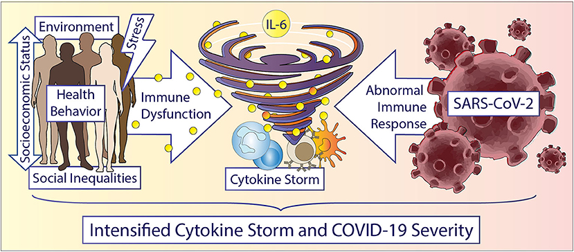 Frontiers  Health Disparities in COVID-19: Addressing the Role of Social  Determinants of Health in Immune System Dysfunction to Turn the Tide