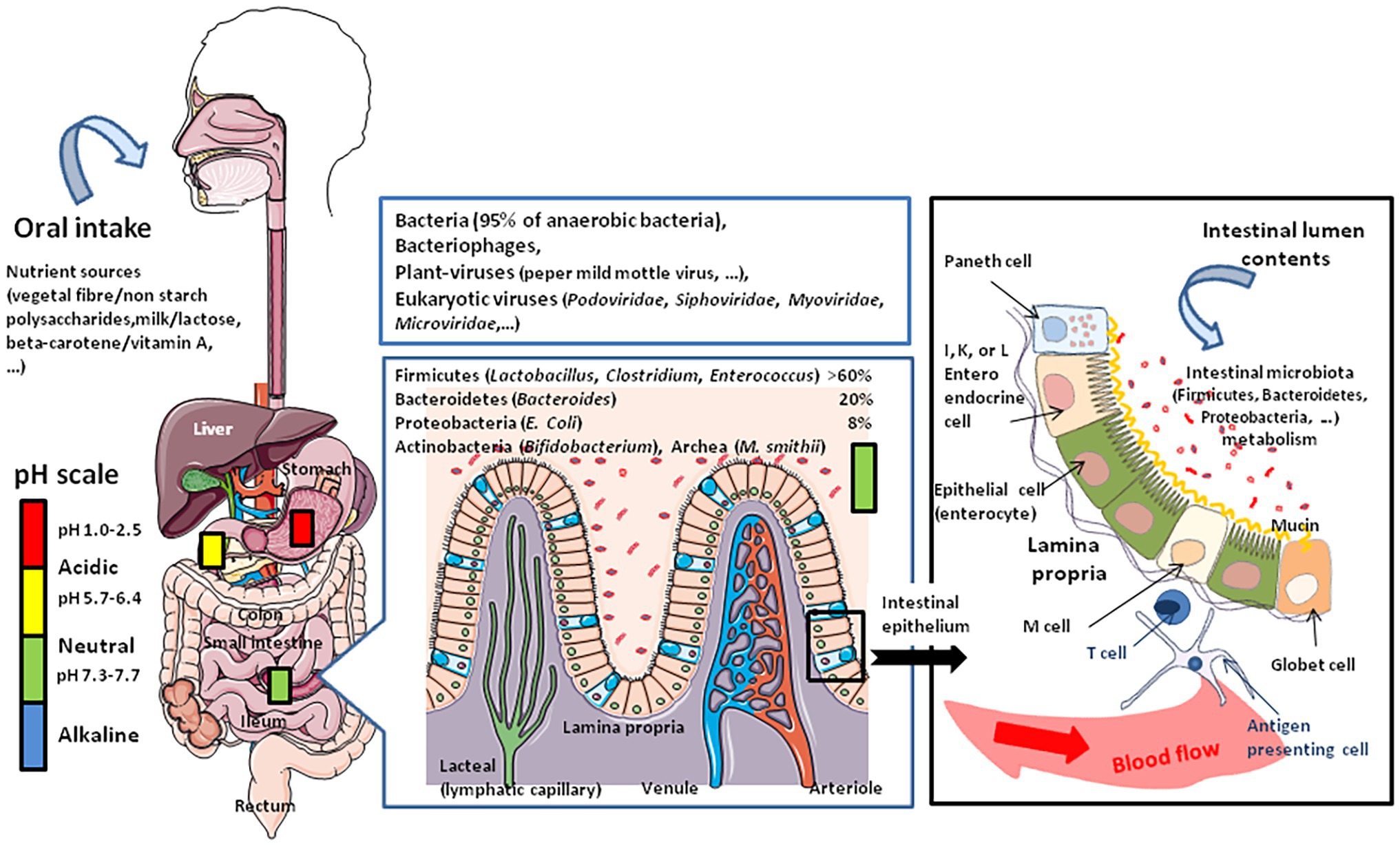 fecal enterococcus prostatitis)