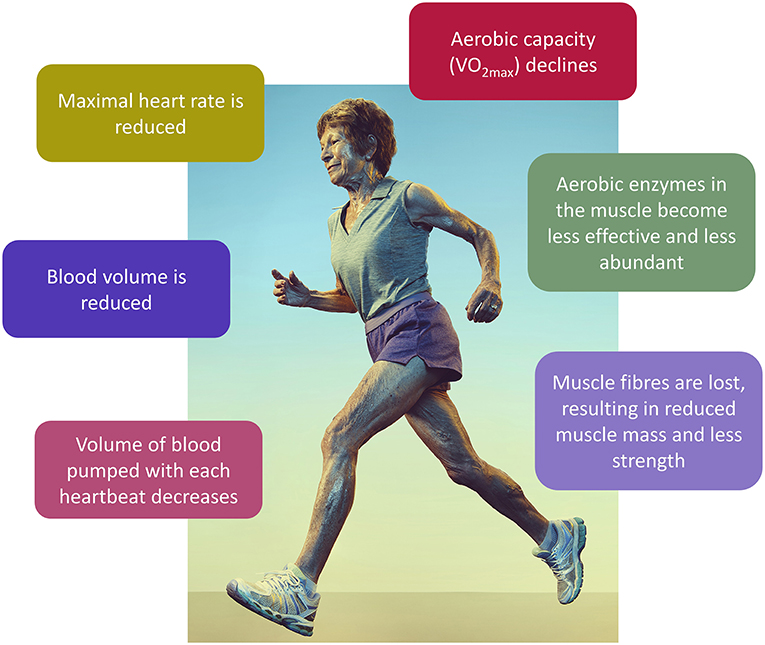 Figure 1 - The effects of aging in athletes.