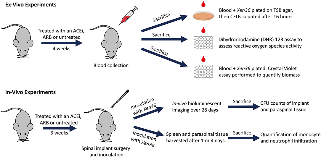 Ace angiotensin-converting Enzyme. Angiotensin converting Enzyme. Что значит in vivo. Angiotensin converting Enzyme inhibitors classification. Исследования in vivo