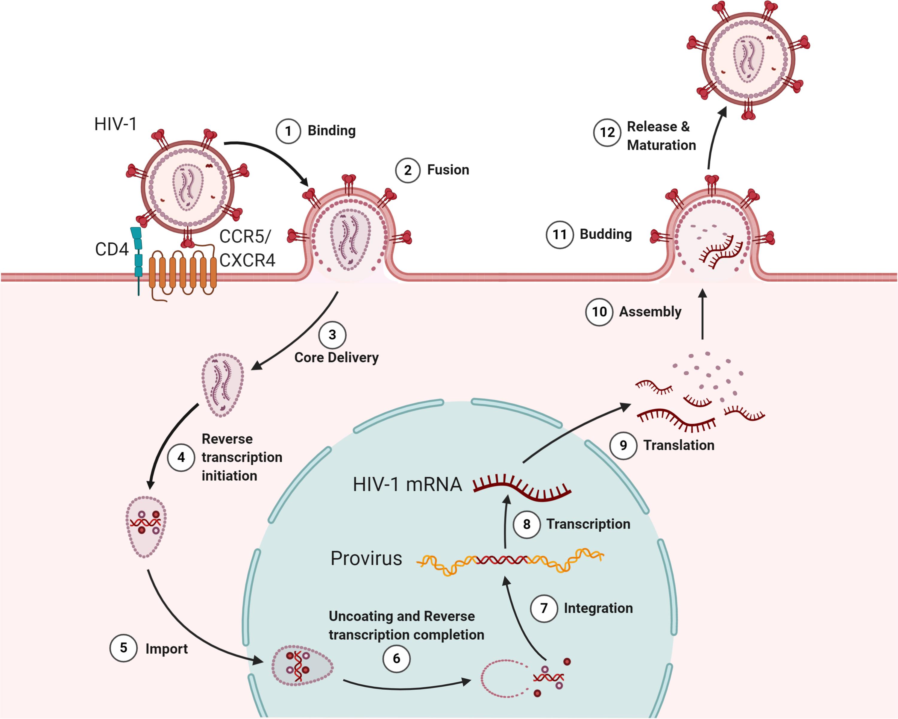 The Viral Life Cycle Microbiology In 2020 Microbiolog Vrogue Co