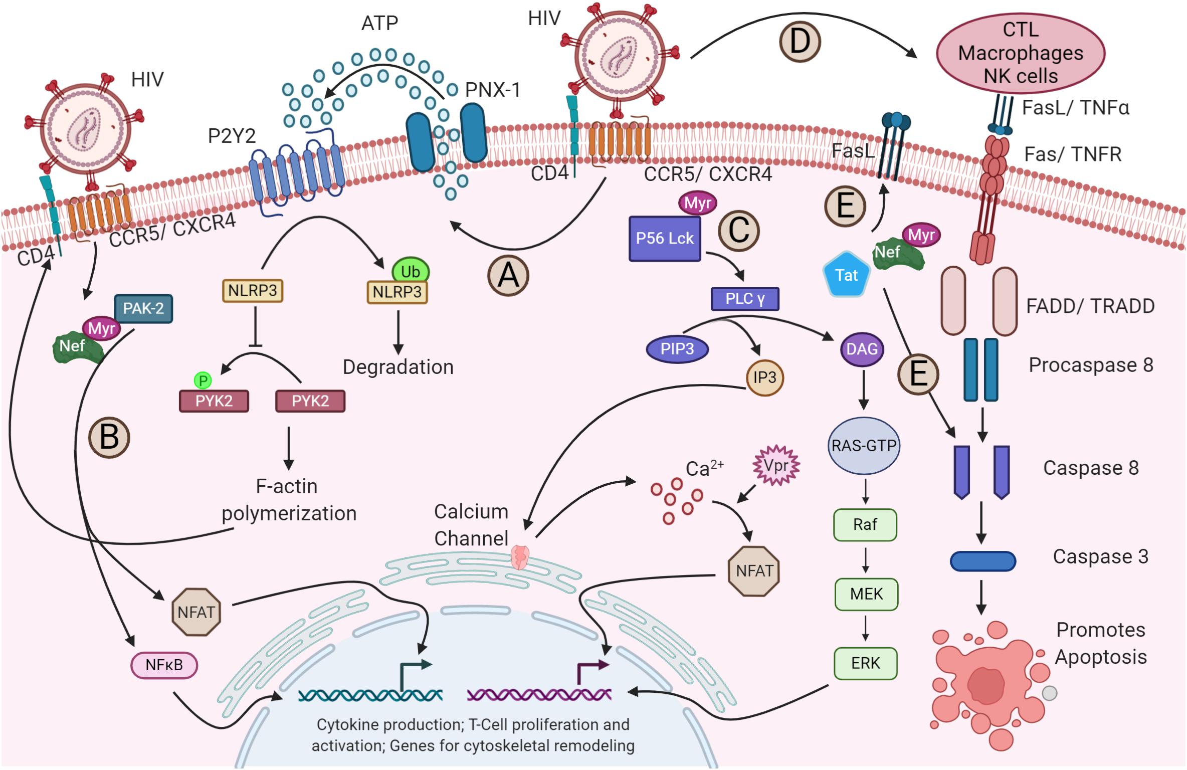 Ауксиновый сигналинг. HIV co-receptor. HIV-1. Tbx1 ген. Human immunodeficiency virus 1