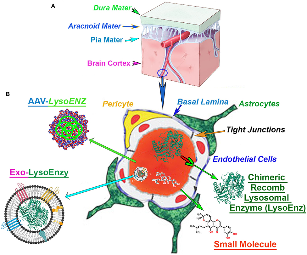 Construction of Niemann Pick Disease Type C1 HEK293 Cell Model