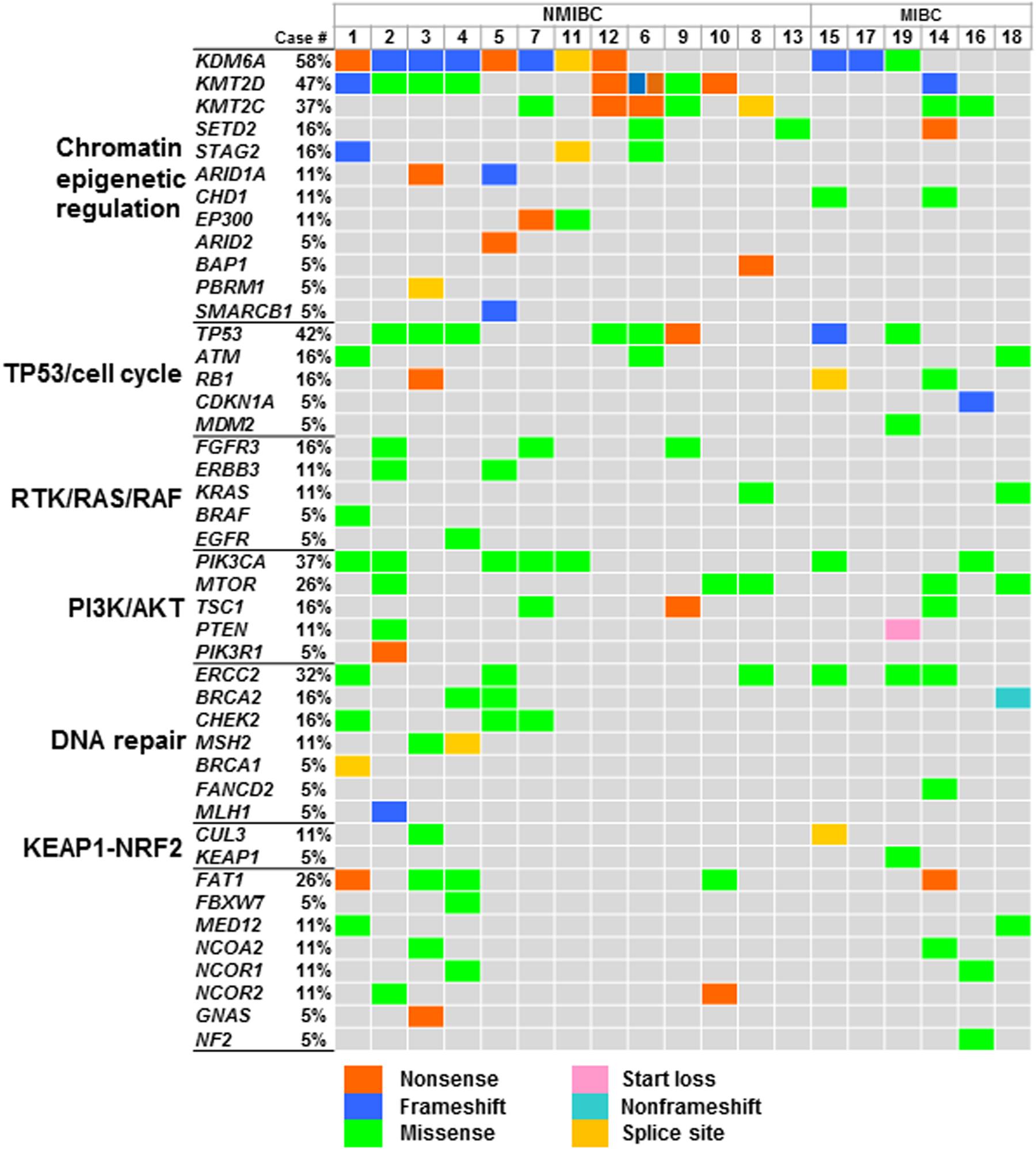 Frontiers Genomic Profiling Identified Ercc2 E606q Mutation In